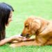 Enhance Your Pet’s Well-Being: Top Dog Supplements at YuMOVE