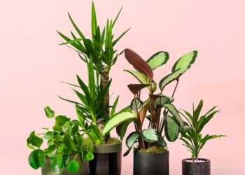 Discover the Perfect Greenery: Moyses Stevens Plants Collection