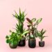 Discover the Perfect Greenery: Moyses Stevens Plants Collection