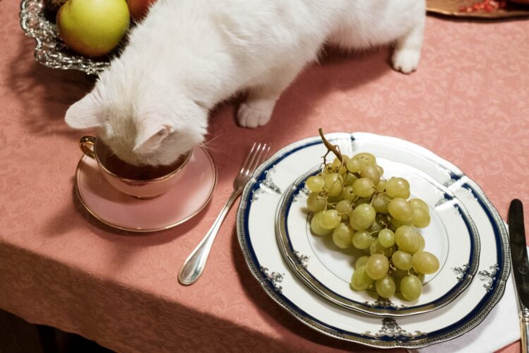 Ravitse kissaasi PetenKoiratarvike’s Premium Cat Food -tuotteella