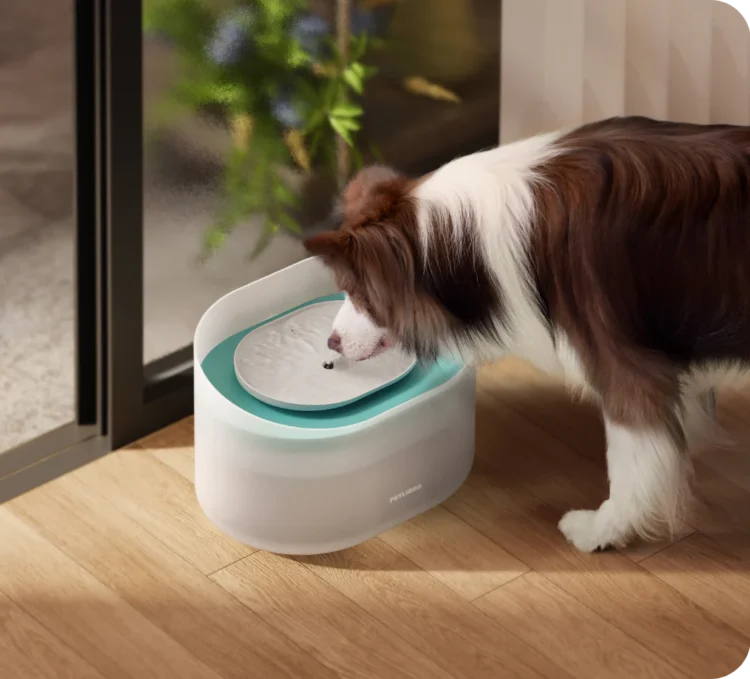 Petlibro Fountain Accessories: Keep Your Pet’s Water Fresh and Clean