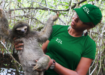 Support Wildlife Conservation with ZSL’s Animal Toys and Adoption Programs