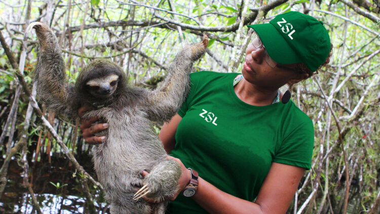 Support Wildlife Conservation with ZSL’s Animal Toys and Adoption Programs