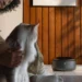Discover Petlibro: Innovative Solutions for Your Pet’s Well-being and Happiness