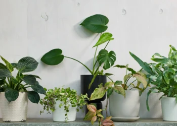 From Classic to Contemporary: The Plant Selection at Moyses Stevens