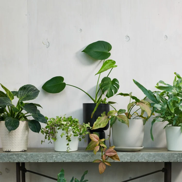 From Classic to Contemporary: The Plant Selection at Moyses Stevens