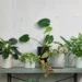 From Classic to Contemporary: The Plant Selection at Moyses Stevens