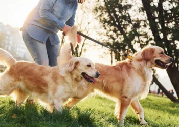 YuMOVE: Expert Care for Your Dog’s Well-Being