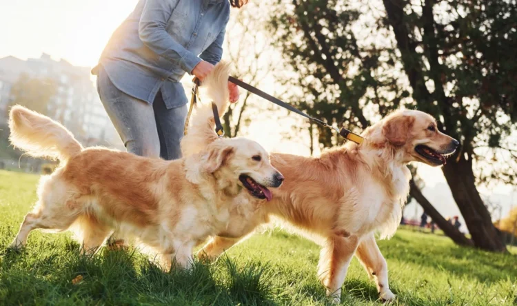 YuMOVE: Expert Care for Your Dog’s Well-Being