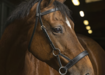 GS Equestrian’s Norton Pro Bridles: Where Craftsmanship Meets Functionality
