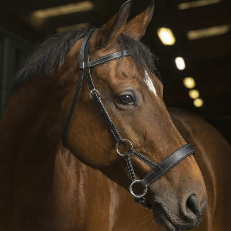 GS Equestrian’s Norton Pro Bridles: Where Craftsmanship Meets Functionality