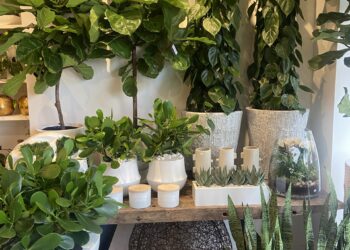 Sophisticated Greenery: Browse Haute Florist’s Premium Plant Range