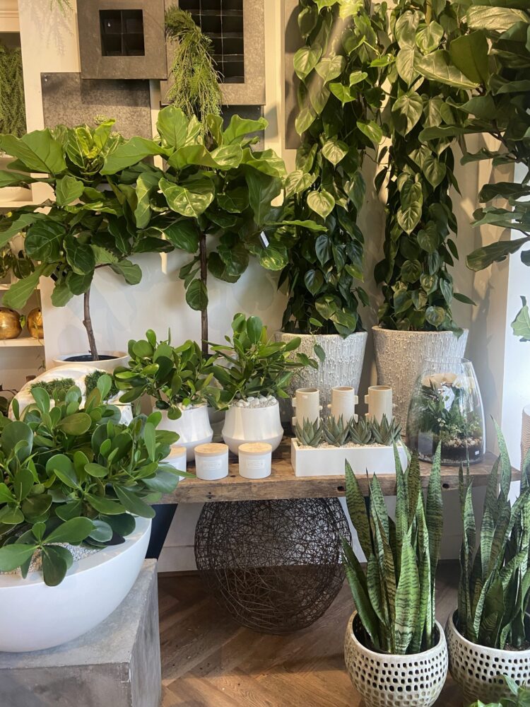 Sophisticated Greenery: Browse Haute Florist’s Premium Plant Range