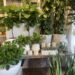 Sophisticated Greenery: Browse Haute Florist’s Premium Plant Range