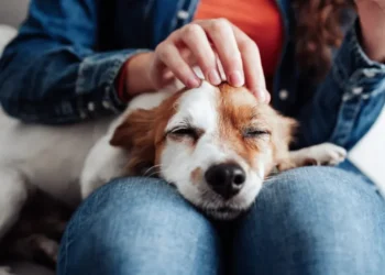Maximizing Your Dog’s Health: YuMOVE’s Calcium