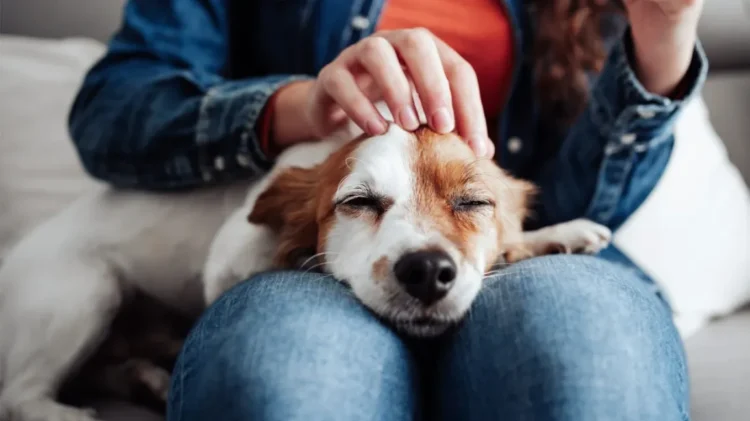 Maximizing Your Dog’s Health: YuMOVE’s Calcium