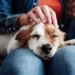 Maximizing Your Dog’s Health: YuMOVE’s Calcium