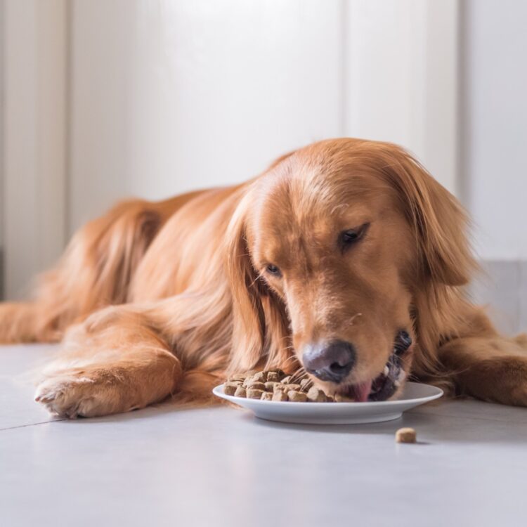 Les meilleurs choix de Morin : La nourriture pour chiens de qualité supérieure pour chaque race et chaque étape de la vie