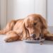 Les meilleurs choix de Morin : La nourriture pour chiens de qualité supérieure pour chaque race et chaque étape de la vie