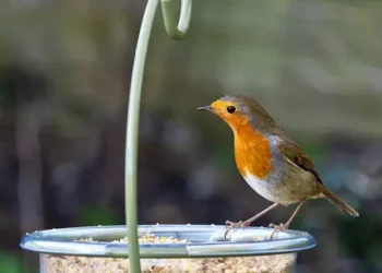 Invite More Feathered Friends with Garden Wildlife Direct’s Bird Feeders