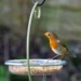 Invite More Feathered Friends with Garden Wildlife Direct’s Bird Feeders