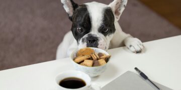 Petenkoiratarvikkeen ravitsemusratkaisut kasvaville pennuille