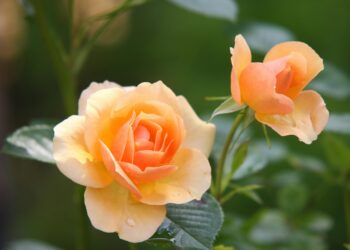 Order Your Perfect Blooms: Explore Moyses Stevens’ Collection
