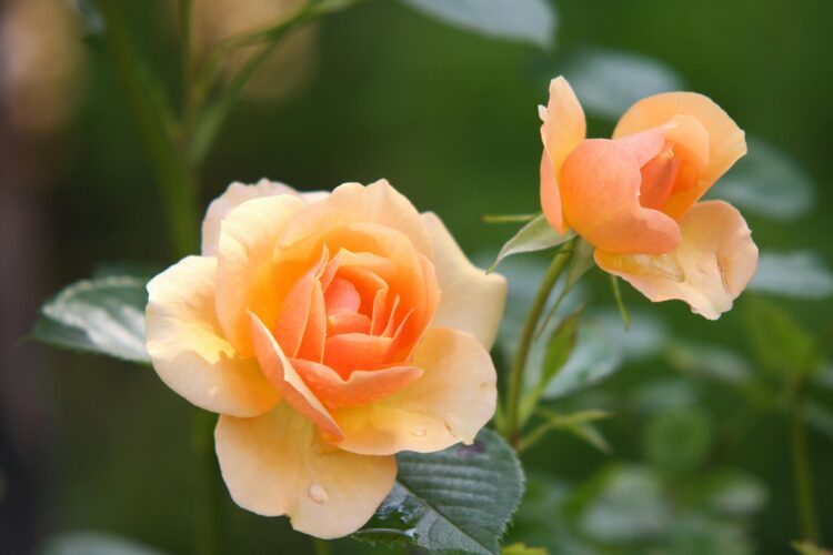 Order Your Perfect Blooms: Explore Moyses Stevens’ Collection