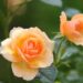 Order Your Perfect Blooms: Explore Moyses Stevens’ Collection