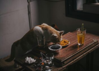 Les amis de fourrure méritent le meilleur: Nutrition premium pour une vie d&rsquo;amour et de loyauté
