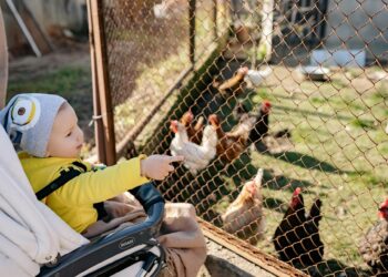 Versatile Pushchairs for Every Journey: From City Streets to Countryside Trails