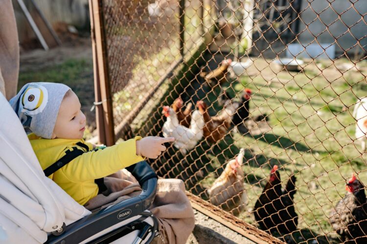 Versatile Pushchairs for Every Journey: From City Streets to Countryside Trails