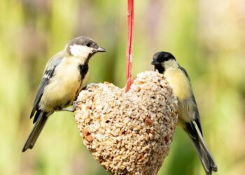 Sunflower Hearts, Peanuts, Niger Seed, and Mealworms: The Perfect Recipe for a Bird-Loving Garden