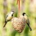 Sunflower Hearts, Peanuts, Niger Seed, and Mealworms: The Perfect Recipe for a Bird-Loving Garden