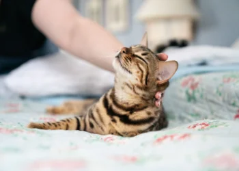Boost Your Cat’s Well-Being with YuMOVE Supplements