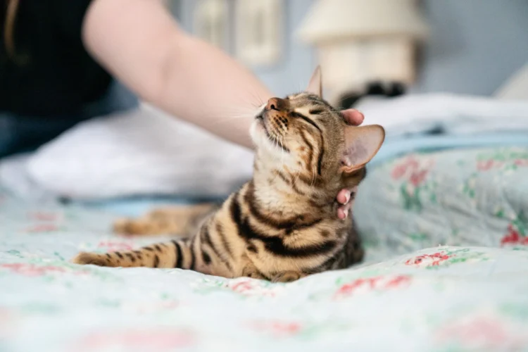 Boost Your Cat’s Well-Being with YuMOVE Supplements