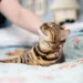 Boost Your Cat’s Well-Being with YuMOVE Supplements