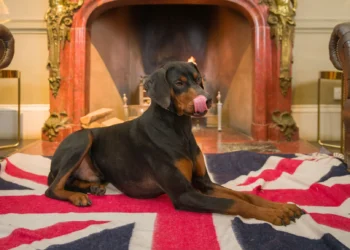 AATU: Superior Nutrition for a Healthier, Happier Pet