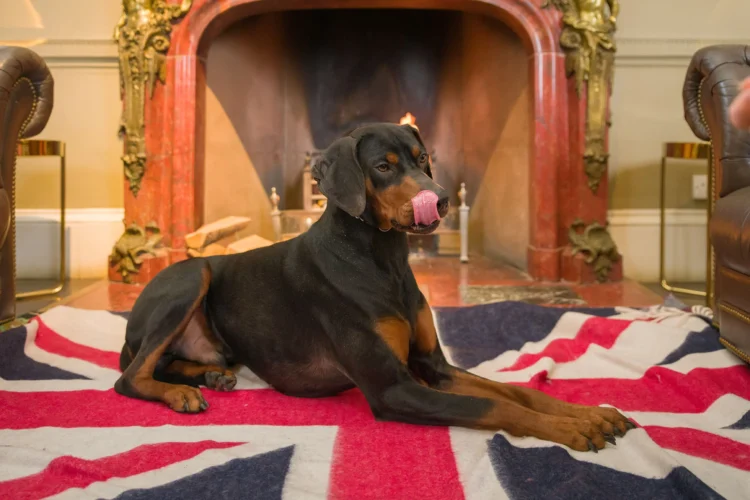 AATU: Superior Nutrition for a Healthier, Happier Pet
