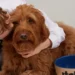 Itch pet: Pet Care Crafted with Love