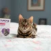 Enhance Your Pet’s Well-Being with YuMOVE: Premium Supplements for Every Need