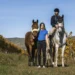 Discover GSEquestrian: Where Style Meets Performance in Equestrian Gear