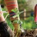 Master the Art of Herbal Medicine with the CENTRE OF EXCELLENCE: Explore Accredited Herbalist Courses