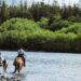 GS Equestrian: The Premium Destination for Equestrian Enthusiasts
