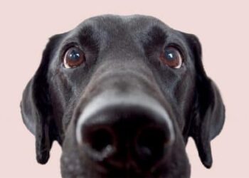 Itch Pet: Crafting Happy Hearts and Healthier Pets