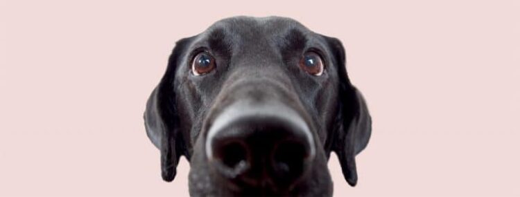 Itch Pet: Crafting Happy Hearts and Healthier Pets