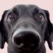 Itch Pet: Crafting Happy Hearts and Healthier Pets