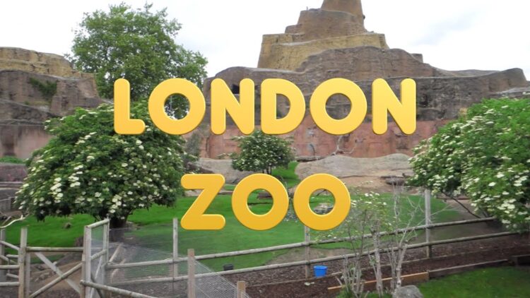 London Zoo: A Journey Through Wildlife and Conservation