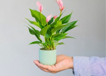 Ideas de regalos creativos para cada ocasión: desde cumpleaños hasta aniversarios