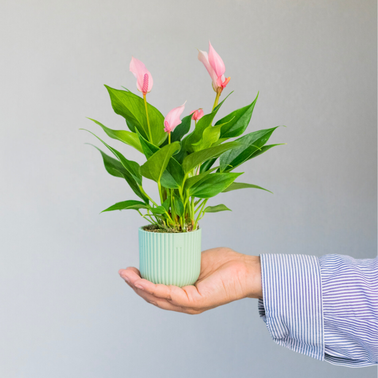 Ideas de regalos creativos para cada ocasión: desde cumpleaños hasta aniversarios